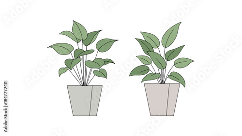 Two potted green houseplants in simple pots against a black background, ideal for indoor gardening and home decor visual assets.