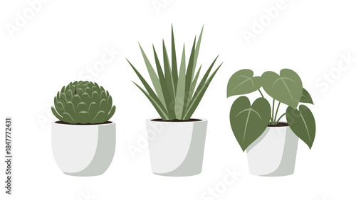 Three different potted succulent plants—a barrel, an aloe, and a philodendron—displayed on a black background for modern home decor.