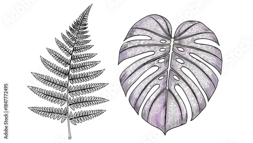 Botanical Study of Tropical Monstera Leaf and Delicate Fern Frond on Black Background, High Contrast Nature Art.