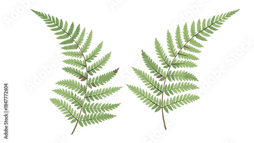Fern Fronds Duo: Delicate Green Leaves in Symmetry, Evoking Forest Ambiance and Natural Beauty.