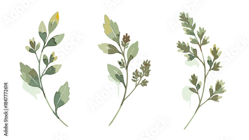 Botanical Sprigs Trio: Subtle Greenery with Delicate Leaves, Ideal for Floral Designs and Artistic Touches.