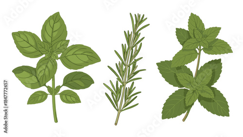 Three culinary herb plants: basil, rosemary, and mint, depicted on black, essential for cooking and natural health remedies.