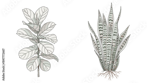 Two distinct houseplant illustrations, a leafy plant and a snake plant, on black, ideal for interior design inspiration.