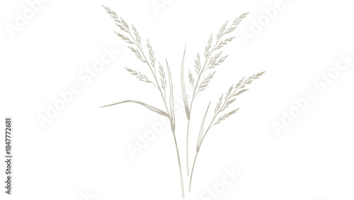 Delicate Sprigs of Dried Grass Silhouetted Against a Deep Black Background, Captured in Subtle Monochrome Tones