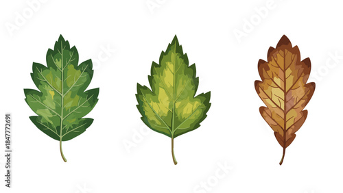 Watercolor Illustration of Three Leaves on Black Background Showing Stages of Autumnal Change from Green to Brown