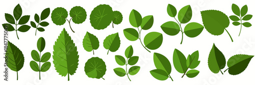 Vector illustration featuring a collection of various green leaf types and shapes on a white background, symbolizing nature, botany, ecology, and organic environmental elements.