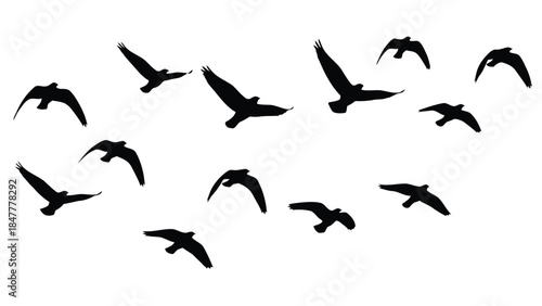 Silhouettes of a flock of birds flying in various directions creating a dynamic pattern