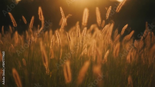 Wind Gently Swaying Tall Grass in Open Field Landscape