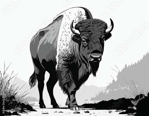 Bison in black and white animal drawing,