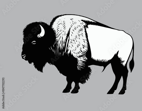 Bison in black and white animal drawing,