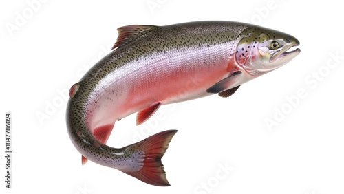 Fotografie Fresh rainbow trout isolated PNG, whole raw fish with pink stripe and speckled s