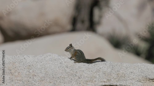 a side view of a chipmunk sitting on a rock at joshua tree national park in california, usa