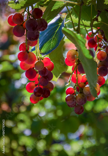 Wallpaper Mural A bunch of grapes illuminated by the sun in the garden. Torontodigital.ca