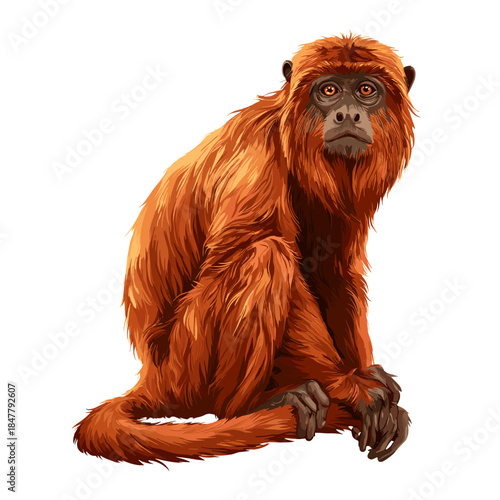 Vector illustration of an mazonian red howler monkey (Alouatta seniculus) isolated on a white background