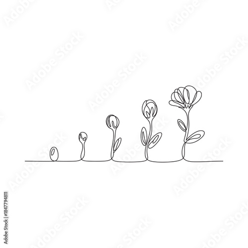 A delicate line drawing illustrates the stages of flower growth and development