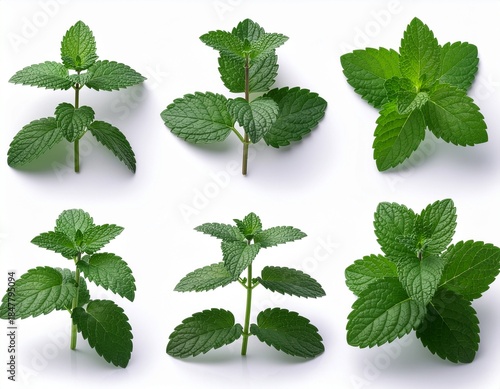 catnip leaves isolated on white