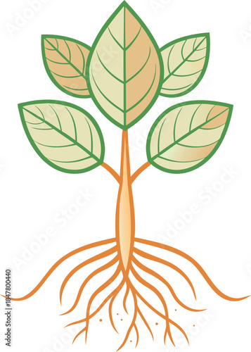 Simple cartoon illustration of a young plant seedling with visible roots ready for transplanting