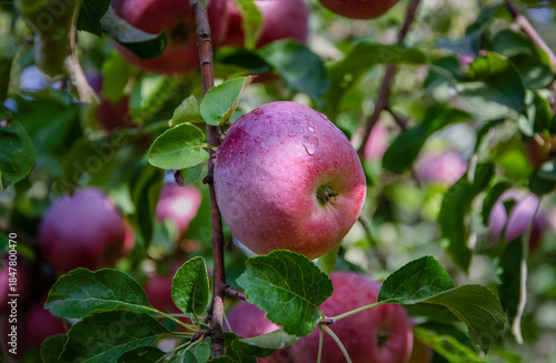 Wallpaper Mural Liberty apples on a tree after rain, growing in an orchard. Torontodigital.ca