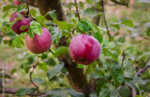 Wallpaper Mural Ripe apples after the rain on a branch, growing in the garden. Torontodigital.ca
