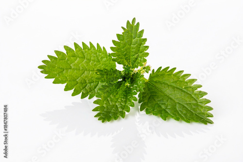Green nettle - urtica plant...