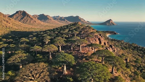 Dragon Blood Trees on Socotra Island, Yemen - Unique Landscape and Biodiversity.
