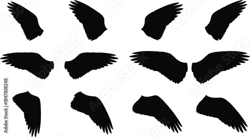 Bird wing silhouettes, feather shapes and flight styles, symmetrical and single wing poses, flat vector illustration, cad drawing, stock asset