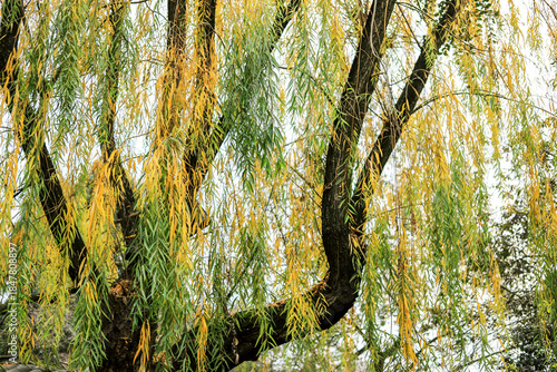 The yellowish-green weeping willows