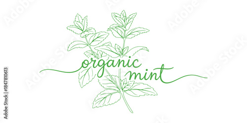 mint and spearmint vector illustration. It's designed as a background for labels. The drawing is done in one continuous line and features the text 'organic mint' in a continuous line art style.