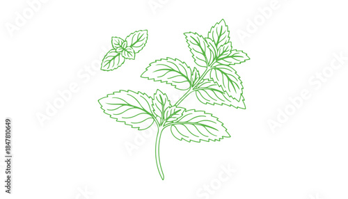 Here's a mint and spearmint vector illustration. It's perfect for label design. The artwork is a continuous line drawing that includes the phrase 'organic mint' in a continuous line art style.