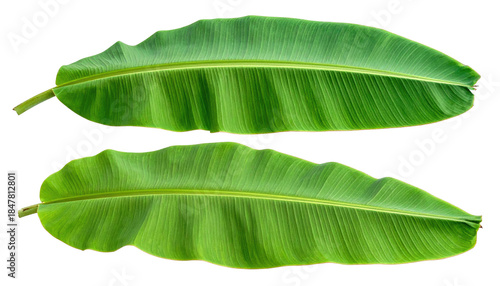 Two isolated, vibrant green tropical leaves, featuring detailed veins and a slightly wavy texture, are set against a transparent backdrop