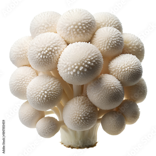 A bunch of white button mushrooms isolated on transparent background
