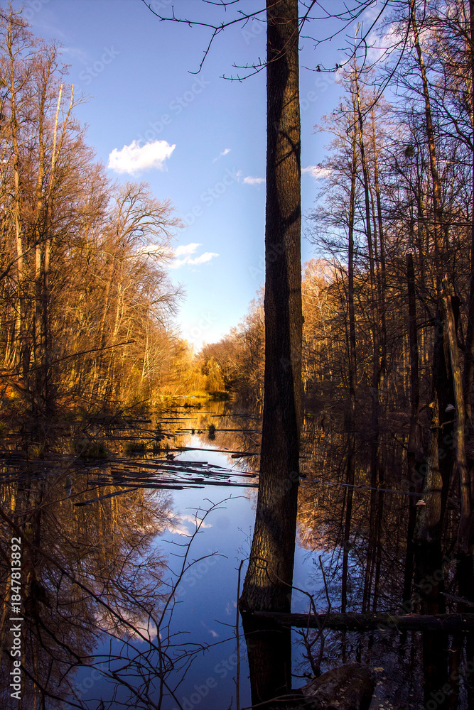 custom made wallpaper toronto digitalAutumn forest in the Kitaevskaya Hermitage. Kyiv, Ukraine.