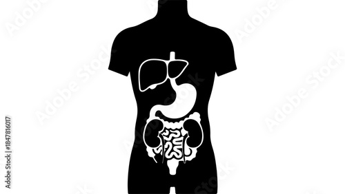 Human anatomy outline with transparent background