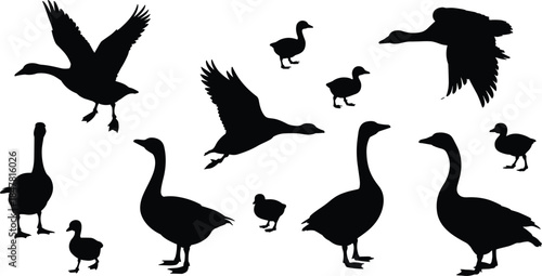 Collection of black silhouette geese and goslings in various poses and flight goose white background