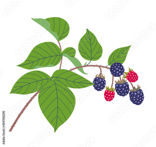 Blackberry Branch with Ripe Berries and Leaves
