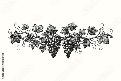Hand Drawn Grape Vine Border Illustration Vector in Vintage Engraving Style, Black and White Vineyard Decorative Divider