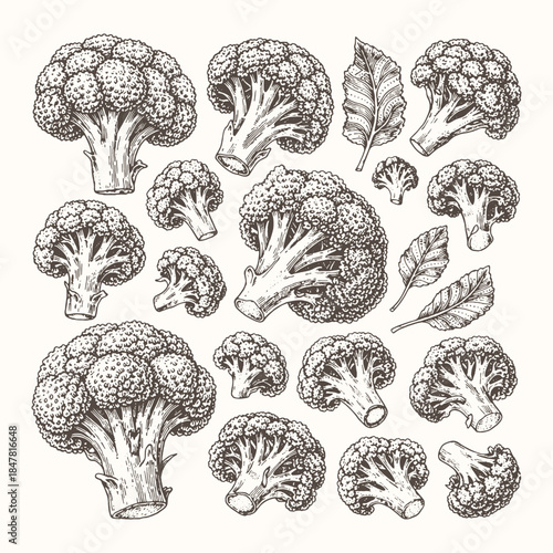 Hand Drawn Broccoli Vegetable Illustration Vector Set in Vintage Engraving Style, Black and White Healthy Green Food Collection