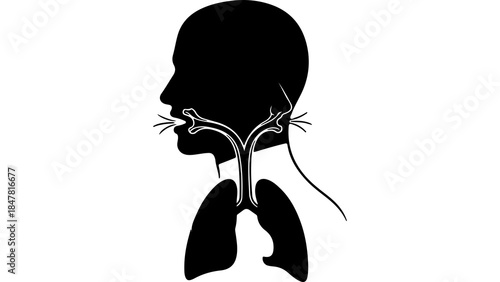 Human respiratory system anatomy with transparent background