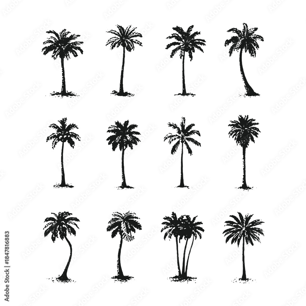 Fototapeta premium Hand Drawn Palm Tree Silhouette Vector Set in Vintage Engraving Style, Black and White Tropical Tree Collection