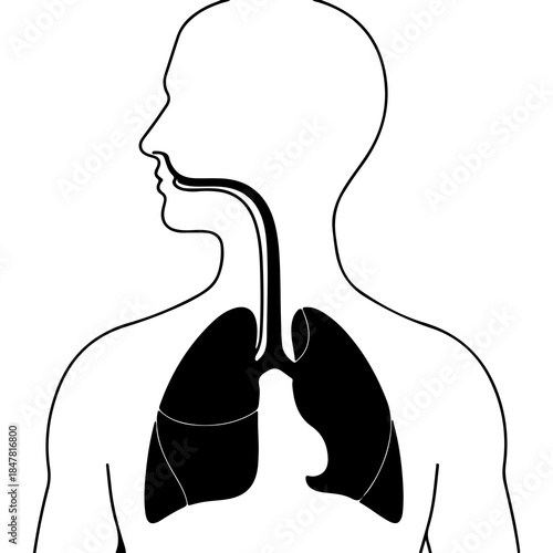 Human respiratory system anatomy with transparent background