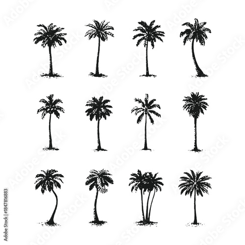 Hand Drawn Palm Tree Silhouette Vector Set in Vintage Engraving Style, Black and White Tropical Tree Collection