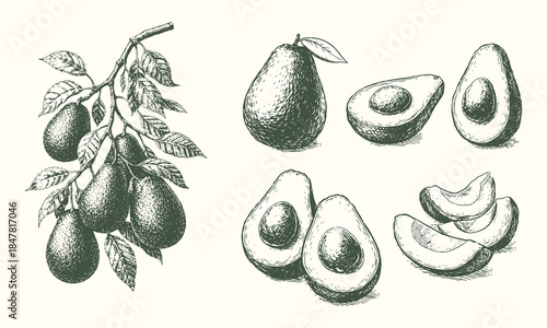 Hand Drawn Avocado Botanical Illustration Vector Set in Vintage Engraving Style, Black and White Fruit and Slice Collection