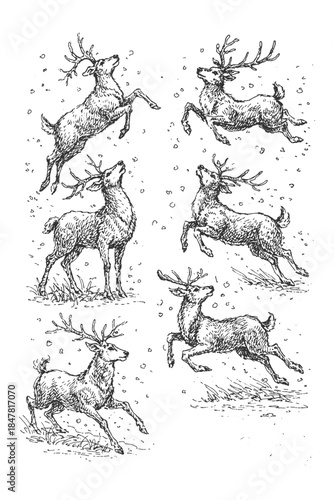 Hand Drawn Deer Illustration Vector Set in Vintage Engraving Style, Black and White Wildlife Animal Collection