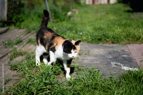 Village cat spotted in the street and basks in the sun on the porch