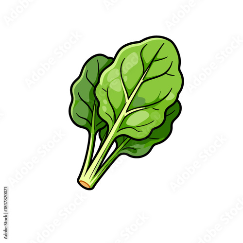 [Vector EPS]Fresh green leafy spinach vegetable for healthy eating