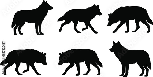 Wolf silhouettes set showing standing, walking and hunting poses, wild animal figures collection isolated on white background