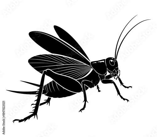 Black Silhouette Cricket Insect Vector Illustration Isolated on White Background