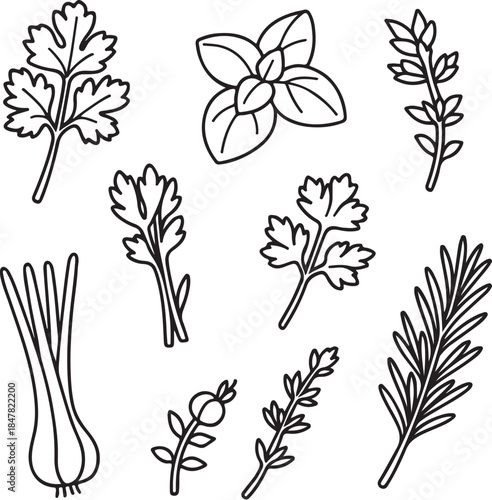 Aromatic Herbs Bundle.eps