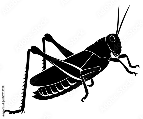 Black Silhouette of a Grasshopper Insect on a White Background Vector Illustration