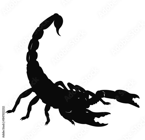 Silhouette of a Scorpion with Raised Tail and Claws on White Background Vector Graphic Illustration